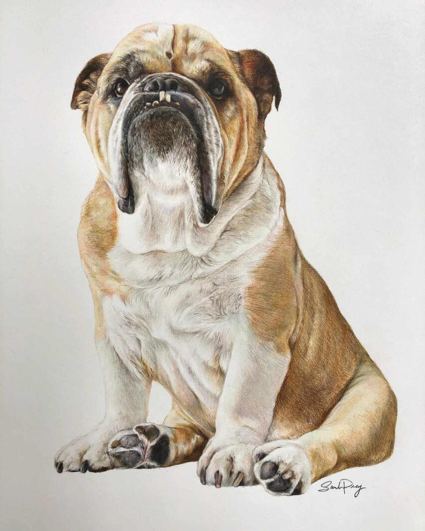 Bulldog